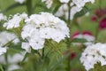 Sweet William Dianthus barbatus, cluster of white flowers